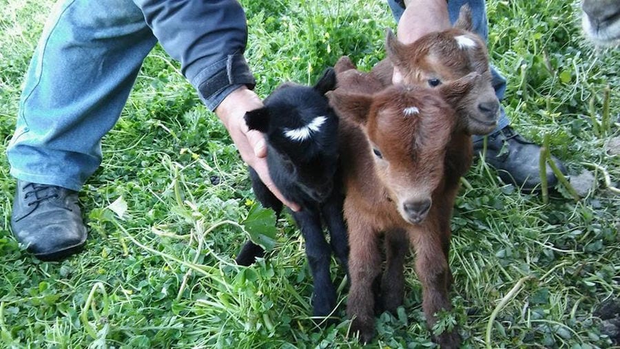 close-up of a man holding together three young goats at 'Narlis Farm' on green grass